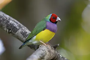Multi Coloured Prints: Gouldian finch (Erythrura gouldiae) perched on branch