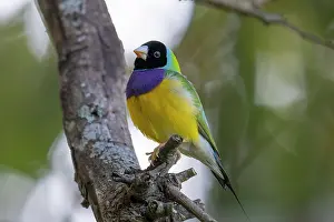 Multi Coloured Prints: Gouldian finch (Erythrura gouldiae) perched in tree