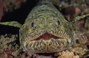 Lembeh Strait Prints: Graceful lizardfish / Slender lizardfish (Saurida gracilis) portrait