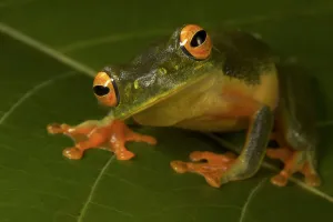 Graceful Treefrog (Littoria gracilenta) Iron Range National Park