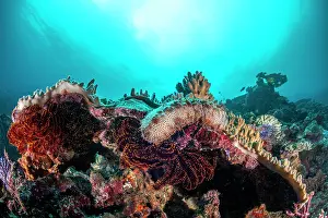 Biodiversity Prints: Graeffe's sea cucumber (Pearsonothuria graeffei) on a coral bommie near Shark Point