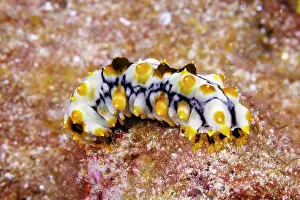 Echinoderm Prints: Graeffe's sea cucumber (Pearsonothuria graeffei) juvenile