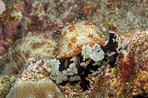 Spike Prints: Graeff's sea cucumber (Pearsonothuria graeffei) feeding whilst resting on algae encrusted rocks