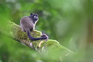 Rear View Prints: Graells tamarin (Saguinus graellsi) resting on branch in rainforest understorey