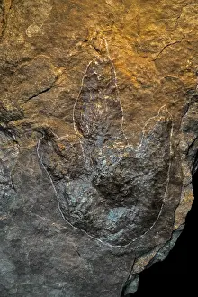 Animal Track Prints: Grallator fossilised foot print