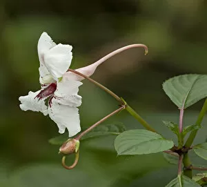 Ericales Gallery: Grand balsam (Impatiens grandis) with long spur. Pollinated by butterflies, native to India