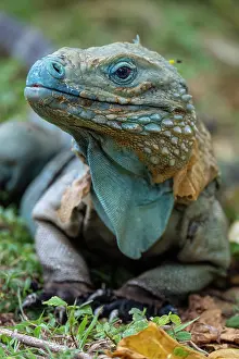 Botanical Garden Prints: Grand Cayman blue iguana (Cyclura lewisi) portrait