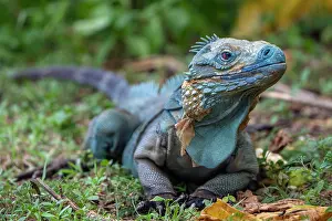 Botanical Garden Prints: Grand Cayman blue iguana (Cyclura lewisi) portrait