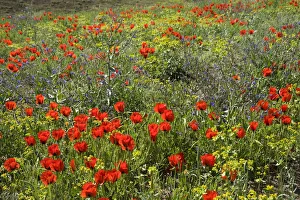 Heather Angel Prints: Grand-flowered horned poppies (Glaucium grandiflorum) in southern Turkey, June