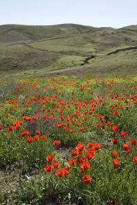Grand-flowered horned poppies (Glaucium grandiflorum) in wildflower meadow. Southern Turkey