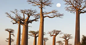 Images Dated 31st October 2009: Grandidiers Baobabs (Adansonia grandidieri) at dusk. Near Morondava, western Madagascar