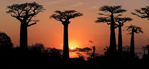 Mallow Prints: Grandidier's baobabs (Adansonia grandidieri) silhouetted at sunset