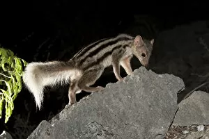 Grandidiers / Giant Striped Mongoose (Galidictis grandidieri) foraging at night