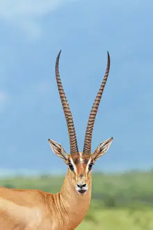Kenya Prints: Grant's gazelle (Gazella granti) male, head portrait, Tsavo East National Park, Kenya