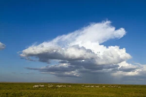 Images Dated 26th October 2010: Grants zebra (Equus burchelli boehmi) herd with large cloud above, Amboseli National Park