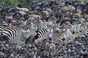 Grants zebra (Equus burchelli boehmi) in a migration herd of wildebeest (Connochaetes