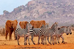 Equus Quagga Prints: Grant's zebra (Equus quagga boehmi) herd walking towards waterhole with African elephant (Loxodonta africana)