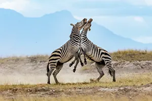 Face To Face Prints: Two Grant's zebra (Equus quagga boehmi) males, fighting, Amboseli National Park, Kenya