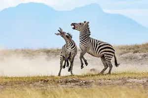 Equus Quagga Prints: Two Grant's zebra (Equus quagga boehmi) males fighting