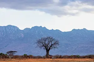 Equus Quagga Prints: Two Grant's zebras (Equus quagga boehmi) walking over dusty ground with mountains behind