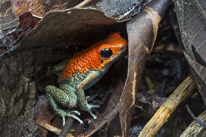 Granular poison frog (Oophaga granulifera) Osa Peninsula, Costa Rica