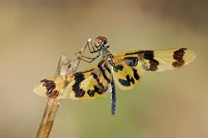 Wingspan Prints: Graphic flutterer (Rhyothemis graphiptera) resting on a dead plant stalk