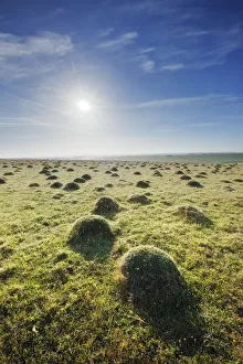 Grass covered anthills in ancient chalk grassland at dawn, Parsonage Down NNR, Wiltshire