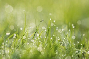 Drops Gallery: Grass covered in water droplets, Monmouthshire, Wales, UK, September