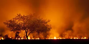 Images Dated 15th December 2009: Grass fire at night in Pantanal, Brazil