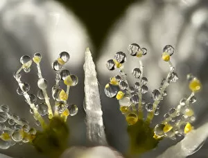 March 2022 highlights Gallery: Grass of Parnassus (Parnassia palustris) flower detail with dewdrops, Bavaria, Germany, Europe