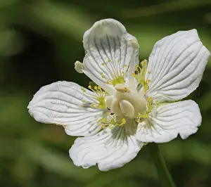 Saxifragales Prints: Grass of Parnassus (Parnassia palustris) flower, Jura, Switzerland. July