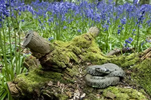 Grass snake (Natrix natrix) basking on tree stump among Bluebells, Hertfordshire, England