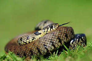 Thermoregulation Prints: Grass snake (natrix natrix) coiled up