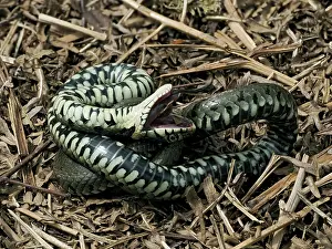 Squamata Prints: Grass snake (Natrix natrix) feigning death after being disturbed
