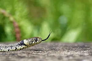 Reptile Prints: Grass snake (Natrix natrix) flicking its tongue, portrait, Wiltshire, England, UK. June