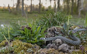 Images Dated 2nd May 2015: Grass snake (Natrix natrix) in habitat, Aland Islands, Finland, May