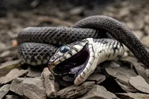 Grass Snakes Prints: Grass snake (Natrix natrix) juvenile