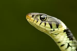 Images Dated 11th April 2010: Grass Snake (Natrix natrix) portrait, Staffordshire, England, UK, April