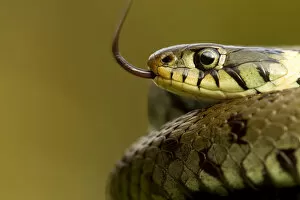Images Dated 11th April 2010: Grass Snake (Natrix natrix) portrait with tongue exposed, basking, Staffordshire