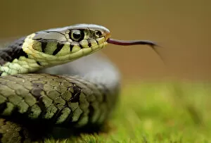 Images Dated 11th April 2010: Grass Snake (Natrix natrix) portrait with tongue extended, Staffordshire, England