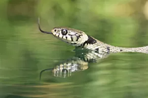 British Wildlife Collection: Grass snake {Natrix natrix} swimming. Captive. UK