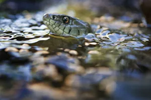 Grass Snakes Prints: Grass snake (Natrix natrix) swimming in river, Olo, Alvao, Portugal, June