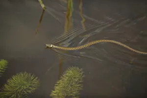 Images Dated 9th June 2011: Grass snake (Natrix natrix) swimming through water, Wicken Fen, Cambridgeshire, UK, June