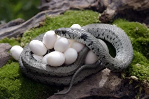 Grass snake(Natrix natrix) coiled round eggs, Alsace, France