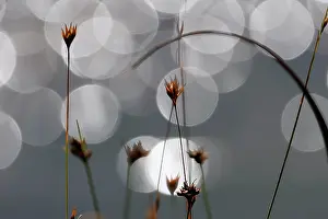 Grass Prints: Grasses in moor, backlit and bokeh, Bavaria, Germany