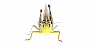 Images Dated 9th July 2007: Grasshopper (Arcyptera fusca) male, Fliess, Naturpark Kaunergrat, Tirol, Austria