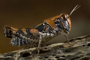 Grasshopper profile, on rock, Alentejo, Natural Park of South West Alentejano and Costa Vicentina