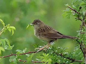 Caterpillars Prints: Grasshopper warbler (Locustella naevia) perched on branch with caterpillar prey in beak