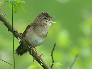 Warbler Prints: Grasshopper warbler (Locustella naevia) perched on Wild rose stem singing