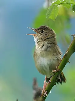 Warbler Prints: Grasshopper warbler (Locustella naevia) perched on Wild rose stem singing